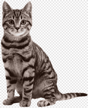 Кошка на прозрачном фоне