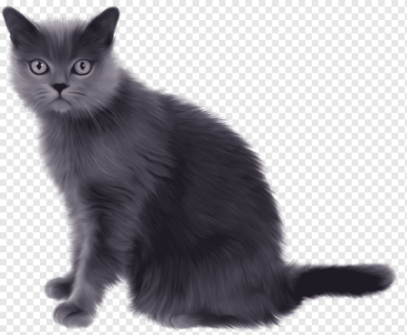 Шартрез кошка