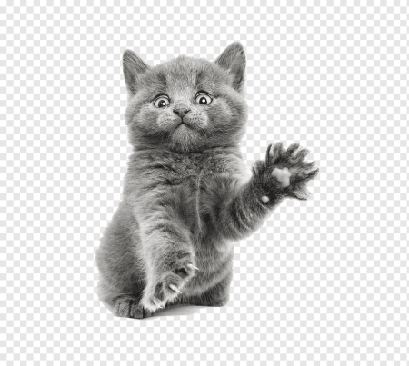 Котенок для фотошопа