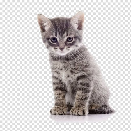 Котенок на пустом фоне