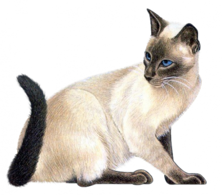 Сиамская кошка на прозрачном фоне