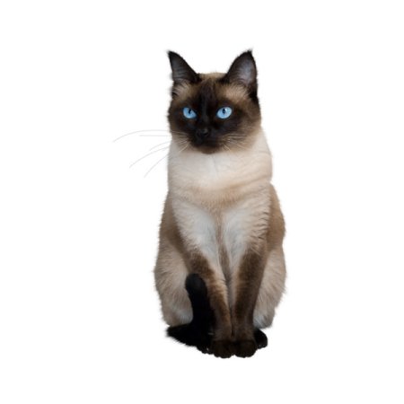 Сиамская кошка на прозрачном фоне