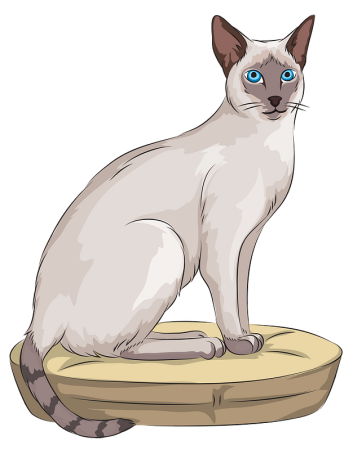 Сиамский кот Родина