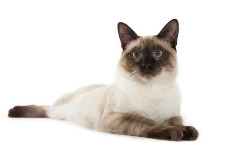 Балинезийская кошка