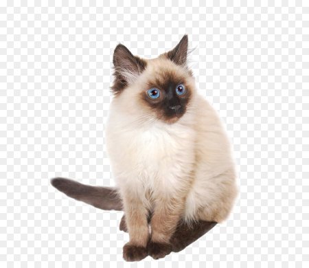 Сиамская кошка без фона