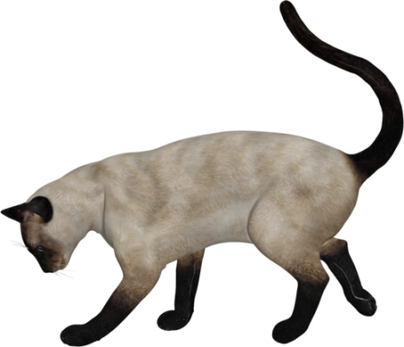 Сиамская кошка