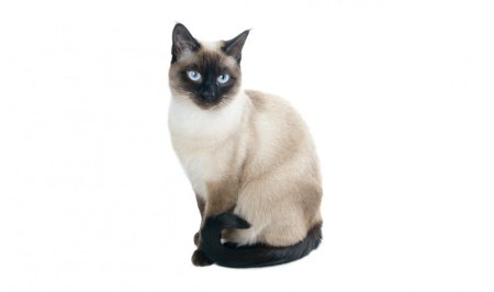 Сиамская кошка фото на белом фоне