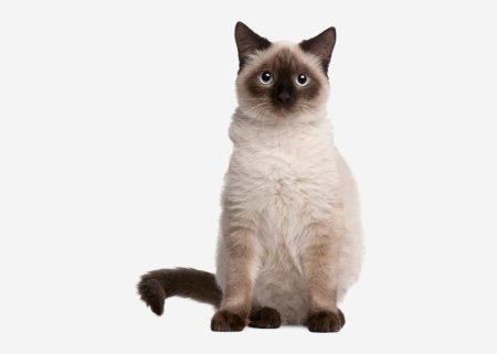 Сиамская кошка короткошерстная