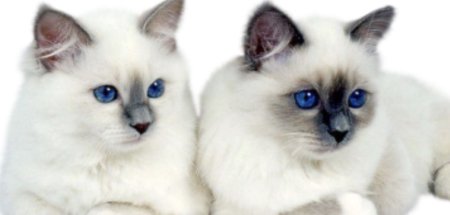 Кошка Бурма Балинезийская