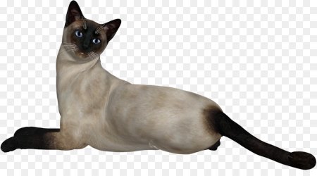 Сиамская кошка