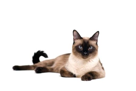 Сиамская кошка на прозрачном фоне
