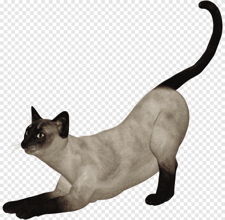 Сиамский кот на белом фоне
