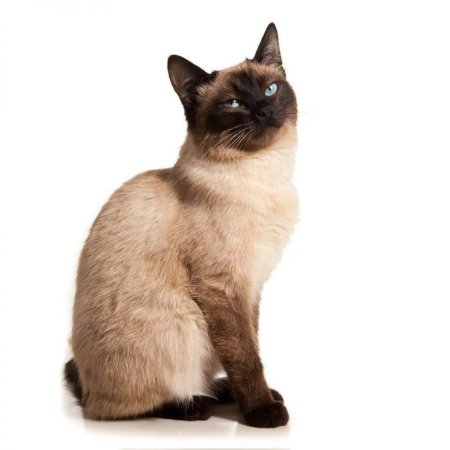 День сиамских кошек