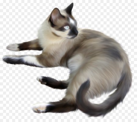 Gif сиамский кот
