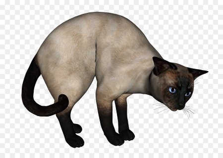 Сиамская кошка на прозрачном фоне