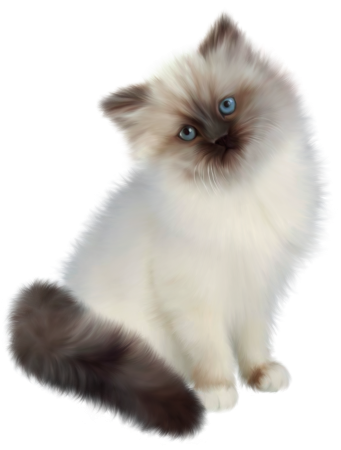 Сиамская кошка Бурманская кошка