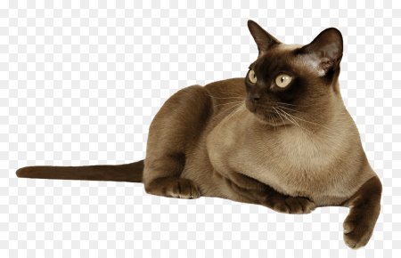 Векторные сиамские коты