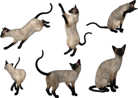 Сиамская кошка