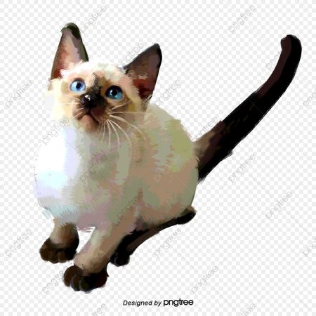 Сиамская кошка