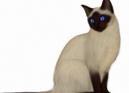 Тайская кошка векторные