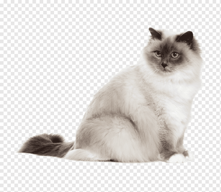 Сиамские кошки усы