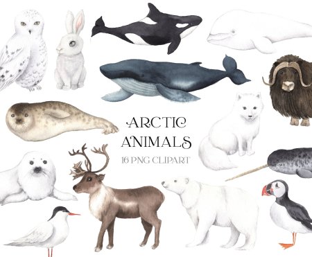 Животные севера клипарт