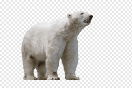 Urs Polar