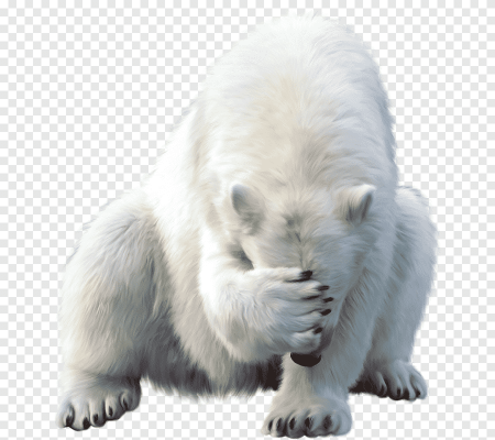 Белый медведь на прозрачном фоне