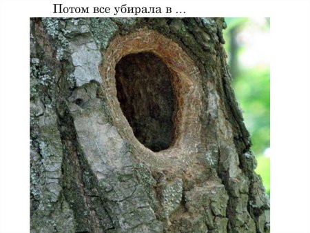 Дупло для детей