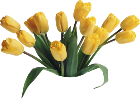 Тюльпан Тулип Yellow PNG