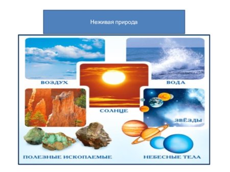 Рисунок Живая и неживая природа