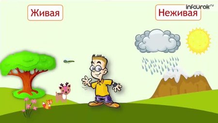 Живые и неживые природные явления