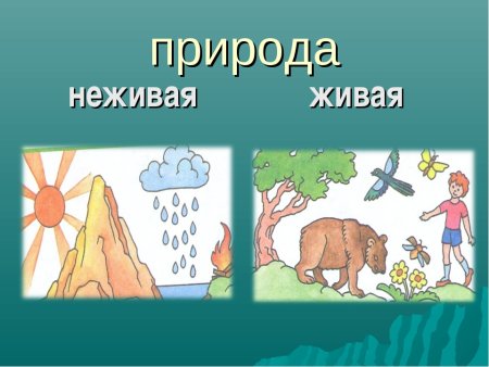 Живая и неживая природа для дошкольников