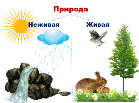 Неживая природа