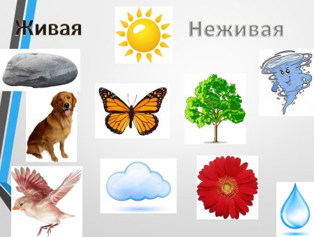 Живая и неживая природа для детей подготовительной группы
