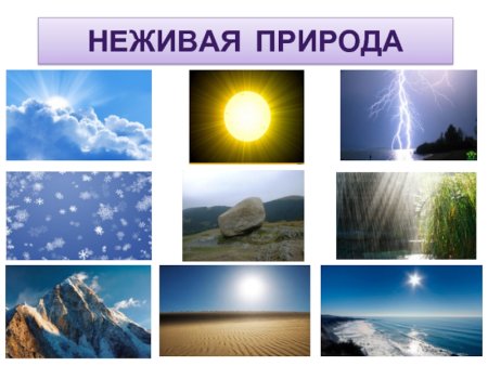 Связи в живой природе 1 класс
