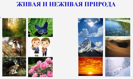 Лото Живая и неживая природа для дошкольников