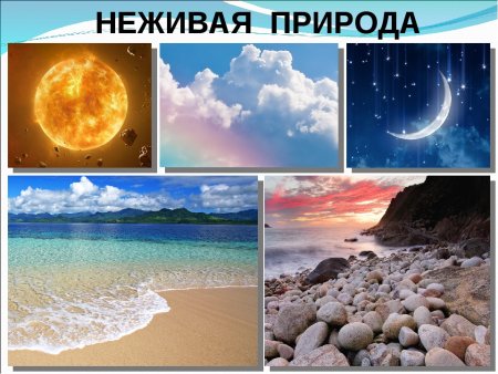 Жива и неживая прмпода