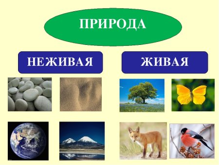 Живая и неживая природа