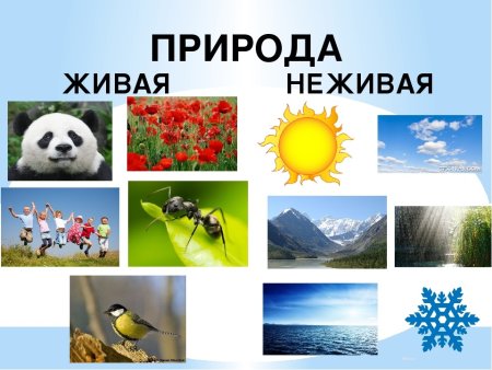 Живая природа для детей дошкольного возраста