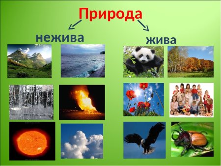 Живая и неживая природа 1 класс окружающий мир