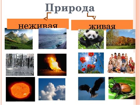 Что относится к живой и неживой природе