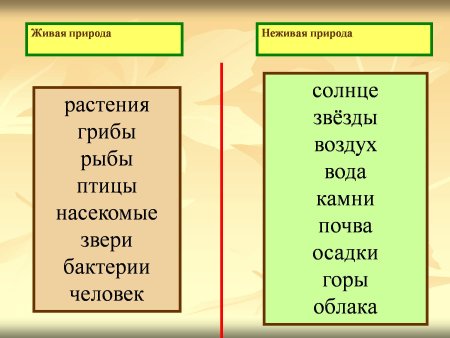 Живая и неживая природа для дошкольников