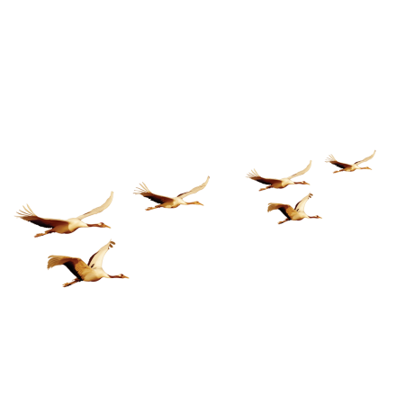 Птицы улетают на прозрачном фоне