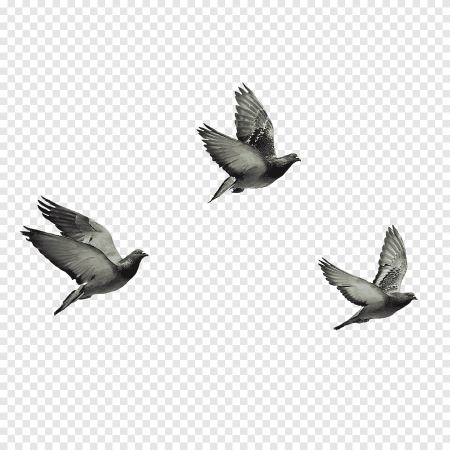 Птицы на прозрачном фоне для фотошопа