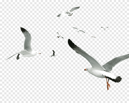 Клипарт птицы летят (49 фото)