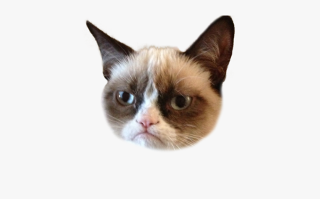 Голова кота без фона