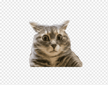Удивленный кот на белом фоне