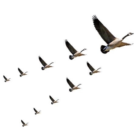 Перелетные птицы Клин косяк