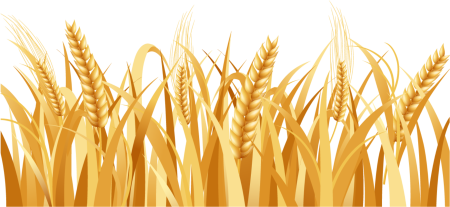 Wheat Barley вектор